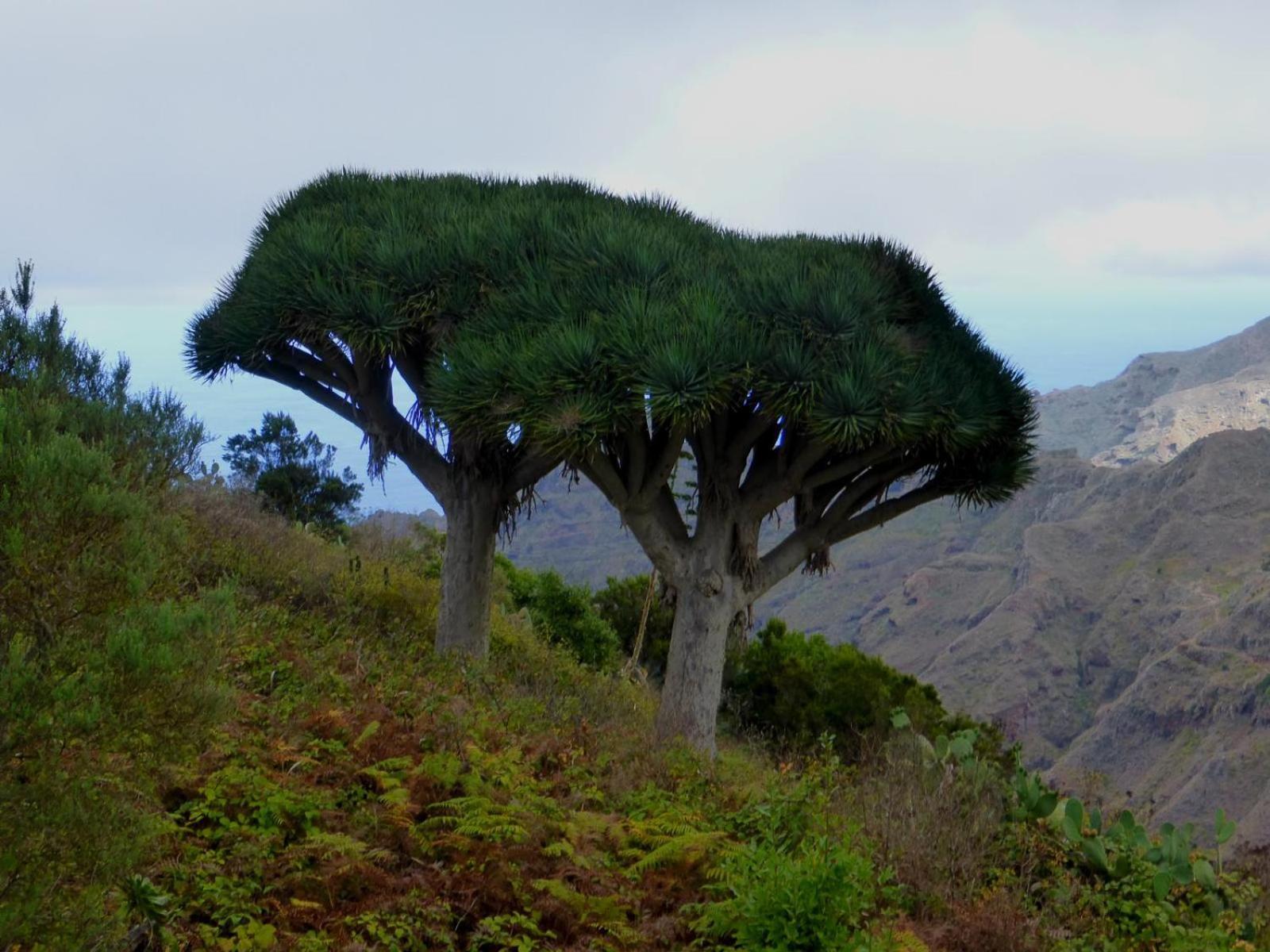 Armonia Park, Tenerife Bajamar  Buitenkant foto